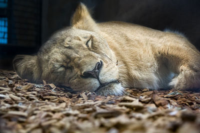 Close-up of a sleeping cat