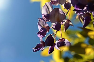 Close-up of purple flowering plant against blue sky