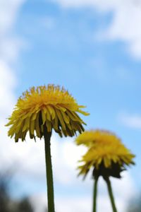 Close-up of yellow flower blooming against sky