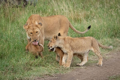 Lioness stands licking cub beside two others