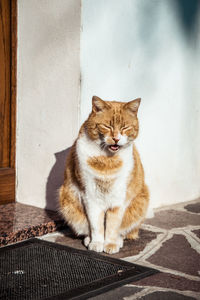 Portrait of cat sitting on wall