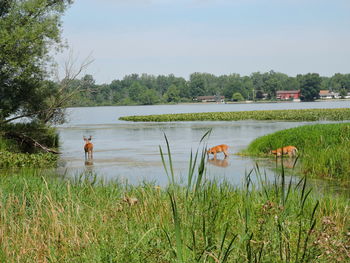 Deer in lake against sky