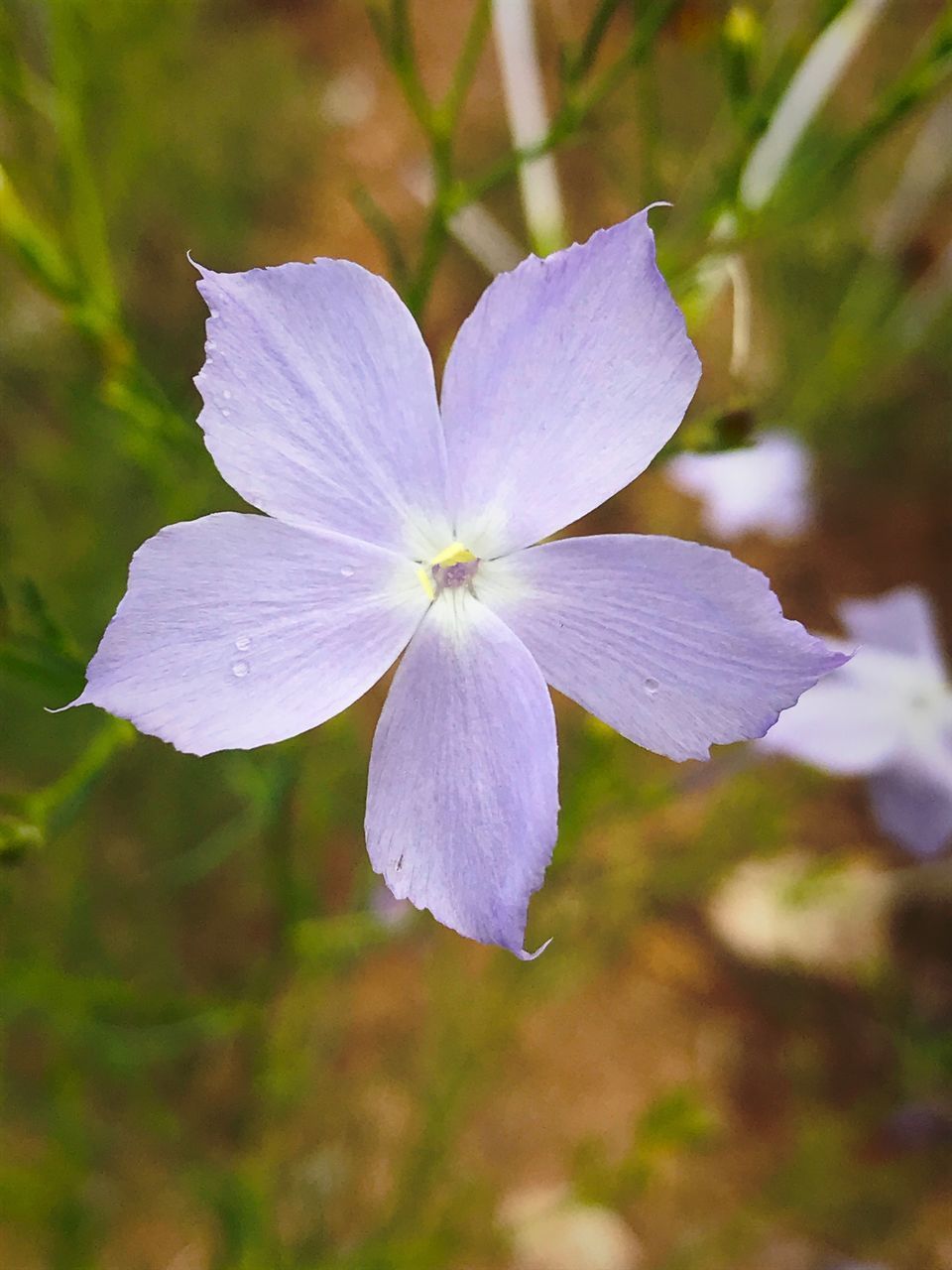 CLOSE-UP OF PURPLE FLOWERING PLANTS