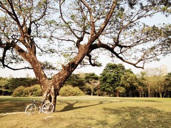 Trees on grassy field against sky