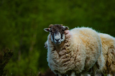 Portrait of sheep on a field