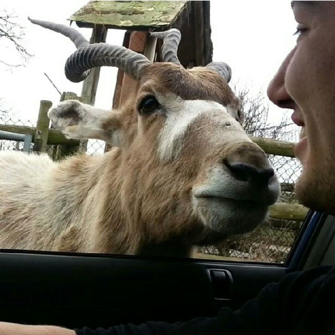 animal themes, domestic animals, mammal, one animal, part of, animal head, close-up, livestock, animal body part, horse, cropped, transportation, focus on foreground, herbivorous, bridle, day, car, person