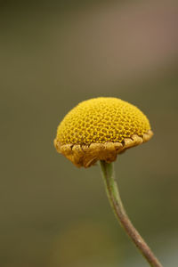 Close-up of yellow flower on plant