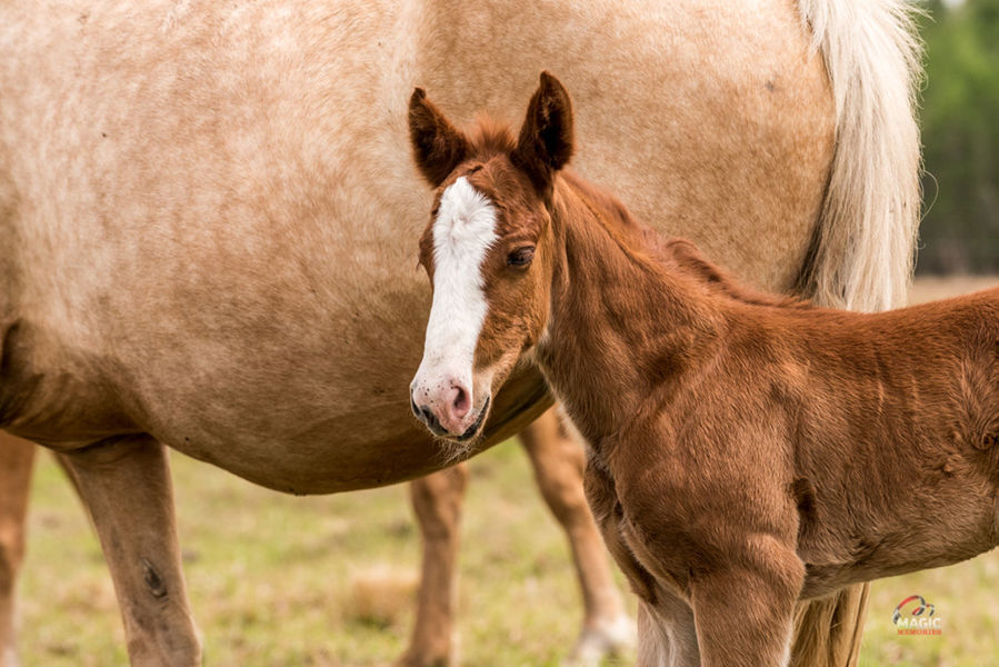 Horse, colt, New born horse