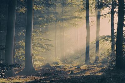 Trees in forest