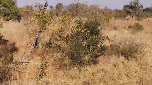 Plants growing on land