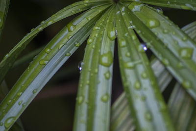 Close-up of raindrops on leaves