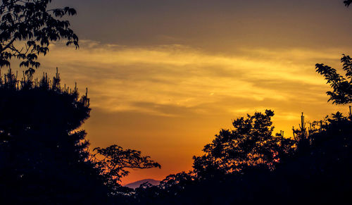 Silhouette of trees at sunset