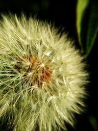 Close-up of dandelion