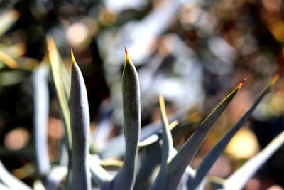 Close-up of plant