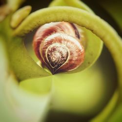 Close-up of snail on leaf