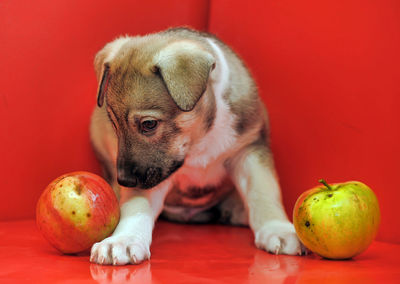 High angle view of a dog