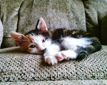 Portrait of kitten relaxing on sofa at home