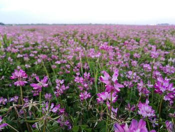 Close-up of pink flowering plants on field