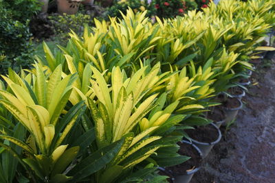 High angle view of plants growing on field