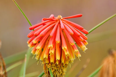 Close-up of red flowering plant