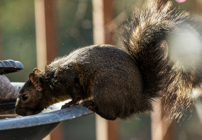 Squirrel drinking