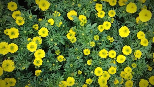 Full frame shot of yellow flower