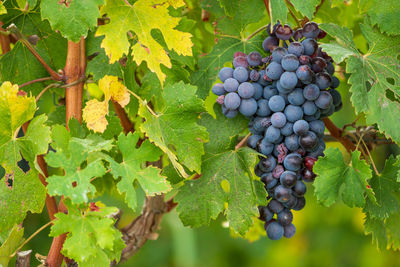 Beautiful bunch of black nebbiolo grapes with green leaves in the vineyards of barolo, langhe, italy