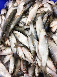 Close-up of fish for sale in market