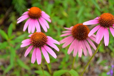 Close-up of purple coneflower