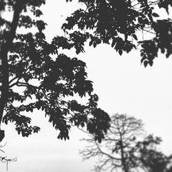 Low angle view of tree against sky