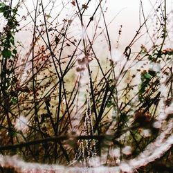 Close-up of plants against sky