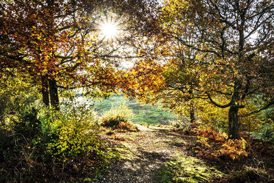 Sun shining through trees in forest