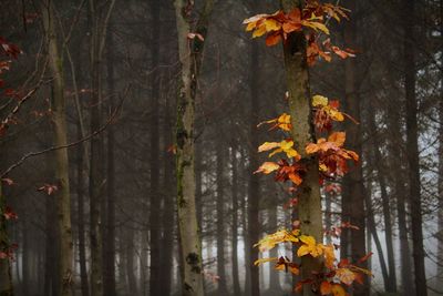 Close-up of autumn leaves in forest