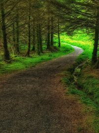 Dirt road amidst trees in forest