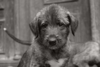 Close-up portrait of dog