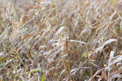 Close-up of crops on field