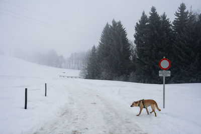 Dog standing on snow covered landscape