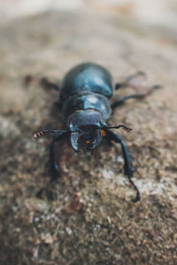 Close-up of insect