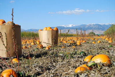 Pumpkins on field against sky