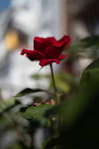 Close-up of red rose