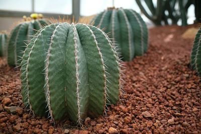 Close-up of cactus plant growing on field