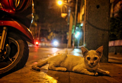 Portrait of cat relaxing on street at night