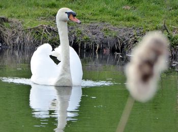 Swan floating on lake