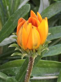 Close-up of flower blooming outdoors