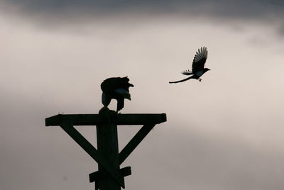 Low angle view of silhouette bird flying against sky