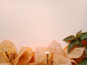 Close-up of orange leaves on table
