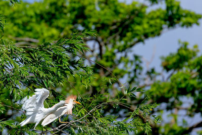 Low angle view of cattle egrets perching on tree