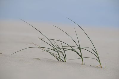 Close-up of plants on beach against sky