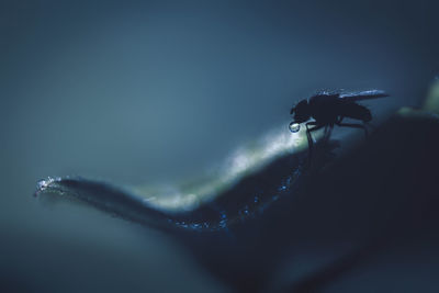 Close-up of insect on sea