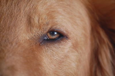 Close-up of dog looking away